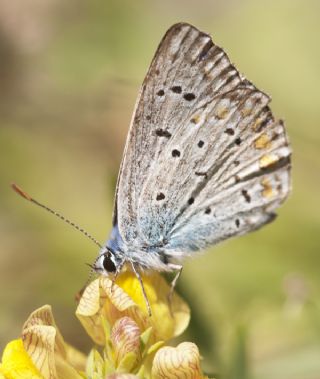 okgzl Mavi (Polyommatus icarus)