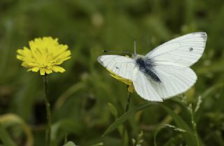 Yalanc Beyazmelek (Pieris pseudorapae)