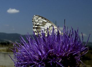 Anadolu Melikesi (Melanargia larissa)