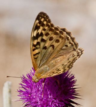 Bahadr (Argynnis pandora)