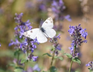 Yeni Beneklimelek (Pontia edusa)