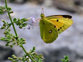 Sar� Azamet&nbsp;(Colias&nbsp;croceus)