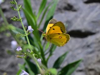 Sar� Azamet&nbsp;(Colias&nbsp;croceus)