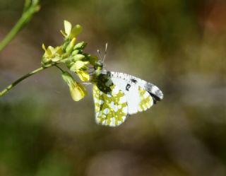 Da Oykls (Euchloe ausonia)