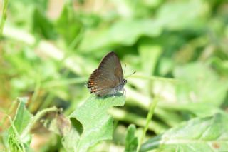 Byk Sevbeni (Satyrium ilicis)