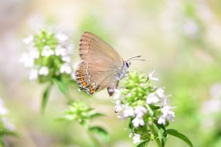 Byk Sevbeni (Satyrium ilicis)