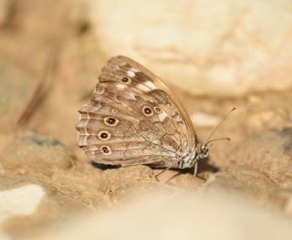 Aa Esmeri (Kirinia roxelana)