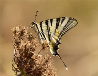 Erik Krlangkuyruk (Iphiclides podalirius)