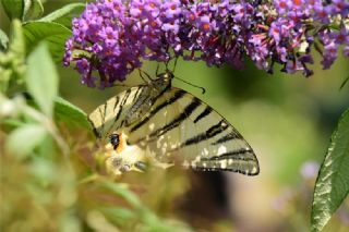 Erik Krlangkuyruk (Iphiclides podalirius)
