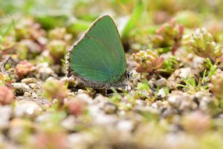 Zmrt (Callophrys rubi)