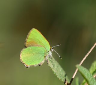 Zmrt (Callophrys rubi)