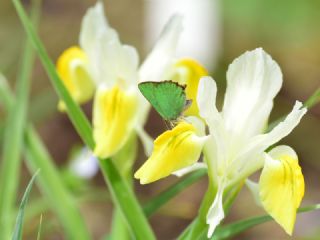 Zmrt (Callophrys rubi)