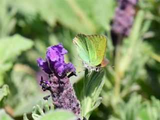 Zmrt (Callophrys rubi)