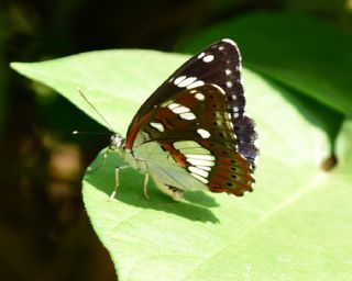 Akdeniz Hanmeli Kelebei (Limenitis reducta)