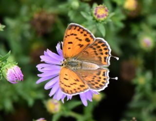 Kk Ate Gzeli (Lycaena thersamon)
