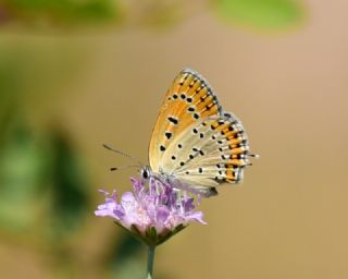 Kk Ate Gzeli (Lycaena thersamon)