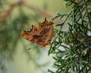 Anadolu Yrtkprt (Nymphalis egea)