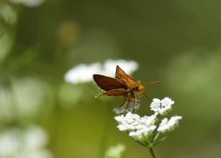 Sar Antenli Zpzp (Thymelicus sylvestris)