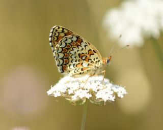 Benekli Byk parhan (Melitaea phoebe)