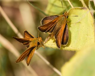 Sar Lekeli Zpzp (Thymelicus acteon)