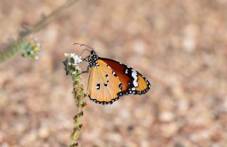 Sultan (Danaus chrysippus)