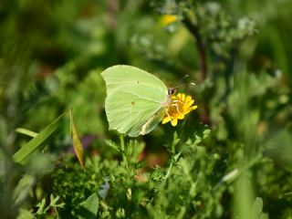 Anadolu Orakkanad (Gonepteryx farinosa)