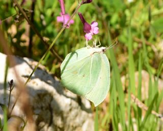 Anadolu Orakkanad (Gonepteryx farinosa)