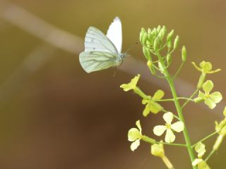 Yalanc Beyazmelek (Pieris pseudorapae)