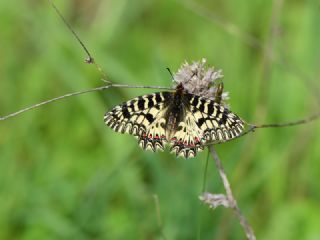 Gney Fistosu (Zerynthia polyxena)