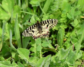 Gney Fistosu (Zerynthia polyxena)