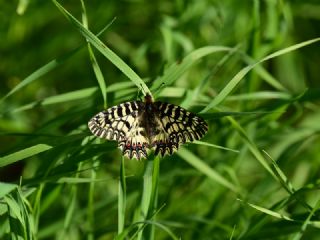 Gney Fistosu (Zerynthia polyxena)