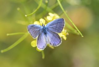 Anadolu Esmergz (Plebejus modicus)