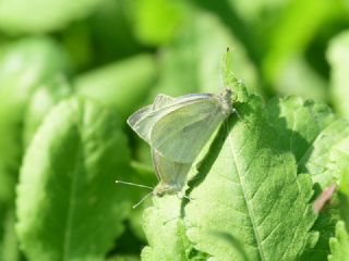 Kk Beyazmelek (Pieris rapae)