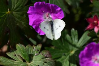 Kk Beyazmelek (Pieris rapae)