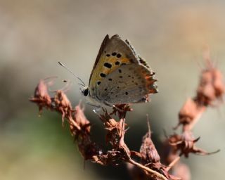 Benekli Bakr Gzeli (Lycaena phlaeas)