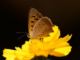 Benekli Bakr Gzeli (Lycaena phlaeas)