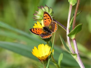 Benekli Bakr Gzeli (Lycaena phlaeas)