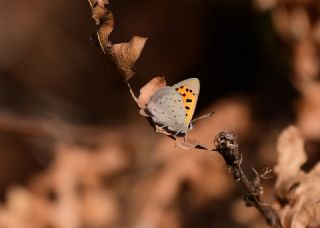 Benekli Bakr Gzeli (Lycaena phlaeas)