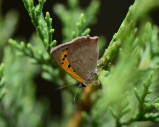 Benekli Bakr Gzeli (Lycaena phlaeas)