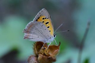 Benekli Bakr Gzeli (Lycaena phlaeas)