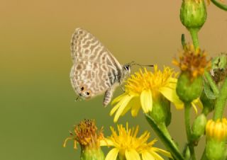 Mavi Zebra (Leptotes pirithous)