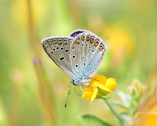 okgzl Meneke Mavisi (Polyommatus thersites)