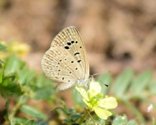 Karsandra (Zizeeria karsandra)