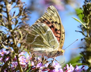 Bahadr (Argynnis pandora)