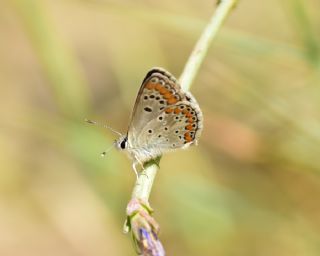 okgzl Esmer (Aricia agestis)