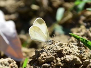 Narin Orman Beyaz (Leptidea sinapis)