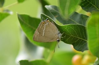 Mormeşe (Favonius quercus)