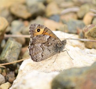 Mersin Kzlmelei (Hipparchia mersina)