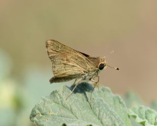 Cce Zpzp (Gegenes pumilio)