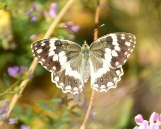 Anadolu Melikesi (Melanargia larissa)